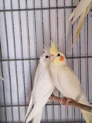Baby Cockatiels