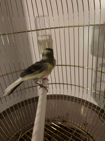 Raza canary 2026