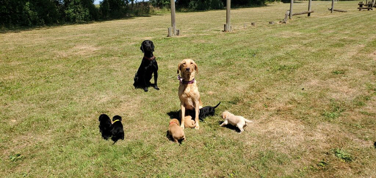 3 beautiful springador puppies left