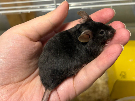 4 Really friendly fancy male mice for sale