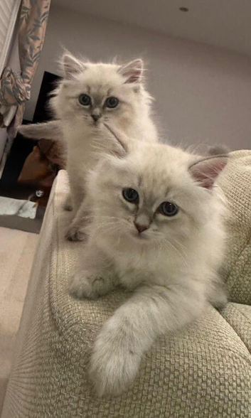 Registered Siberian kittens