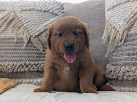 Sweet and playful Golden Retriever pups