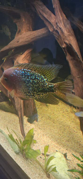 Pair of blue spot synspilums