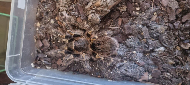G.Pulchripes