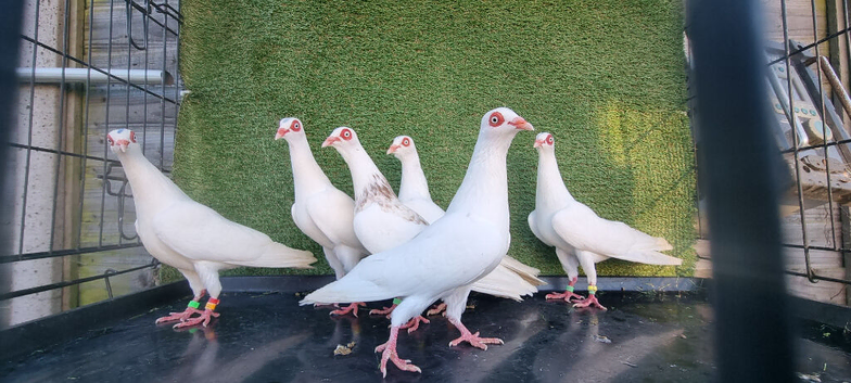 Pigeons for sale (shtrausers)