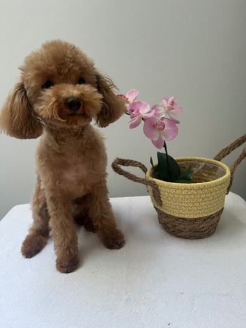 Red male Asian/toy poodle puppy