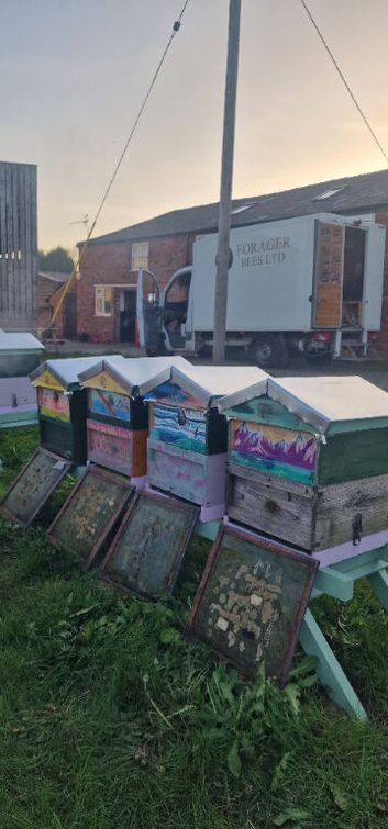 Hives, Bees, Queens, Nucs, Honey, Nucleus colonies