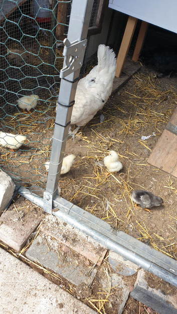 Laying hens for sale