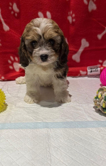 Cavachon puppy girl for sale