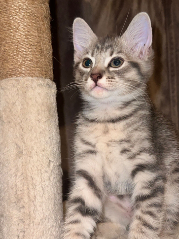 Grey Tabby Domestic Shorthair Kittens