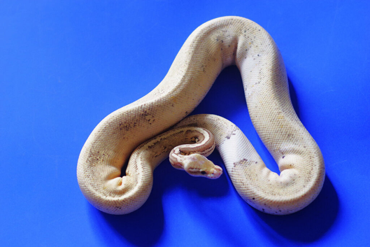 For sale Royal python