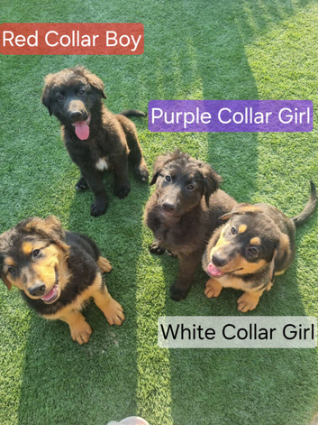 Sheprador Puppies &ndash; German Shepherd &times; Labrador