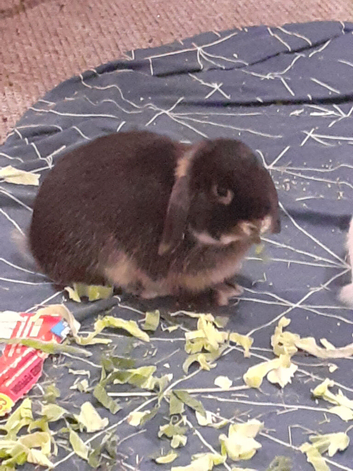 Beautiful bunny for sale