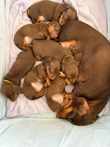 Miniature Dachshund puppies
