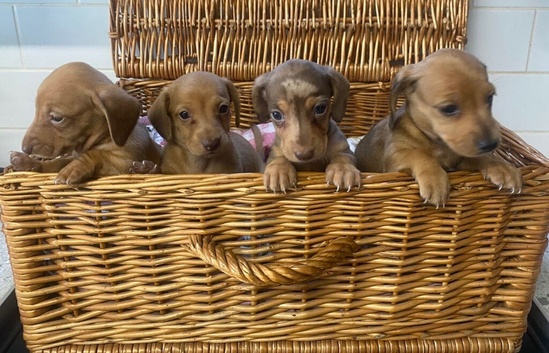 Litter Of 6 Beautiful Miniature Daschunds 4 Left
