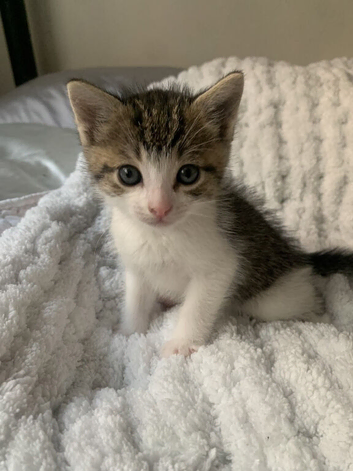 A cutie kitten