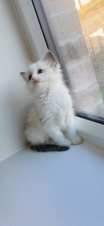 Ragdolls
