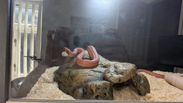 Corn snake