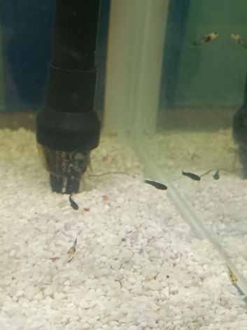 Young Mollies black / Gold patch / Silver
