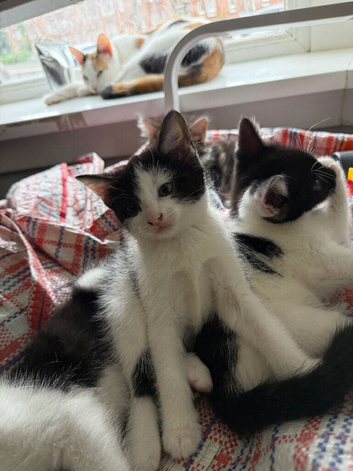 Last baby kitten