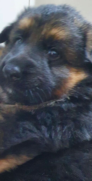 German Shepherd Puppies