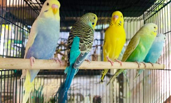 Beautiful Baby Budgies & Cages .Various Mutations.
