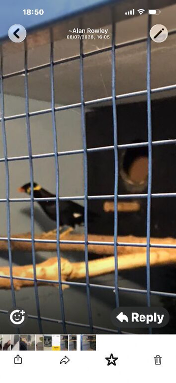 Breeding pair of hill mynah for sale