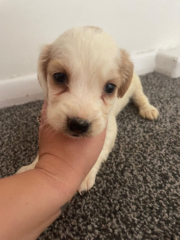 Beautiful cocker spaniel puppies.