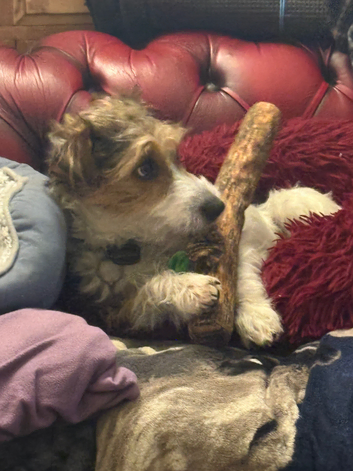 Jack Russell for stud