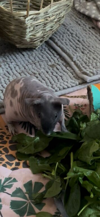 2 Female skinny pigs