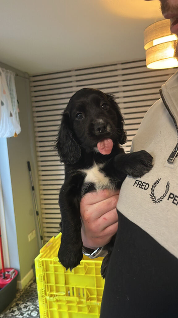 Show Cocker Spaniel Puppies ready 9/10/26