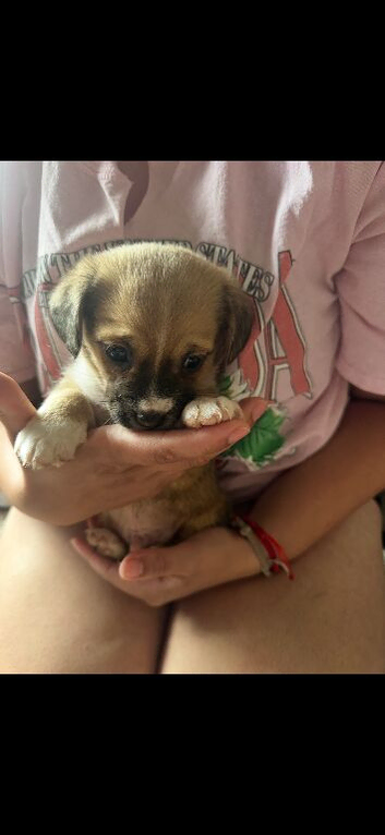 Yorkie puppies