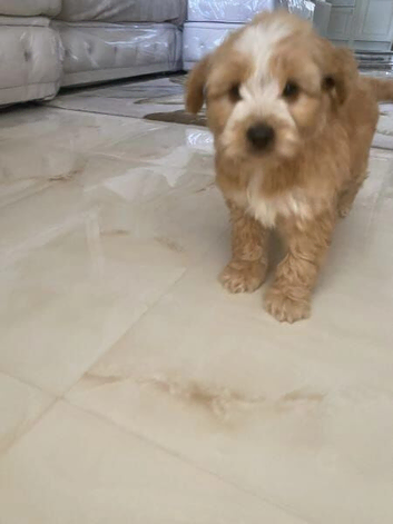 Curly Characters &ndash; Cockapoo Puppies Ready for Loving Homes