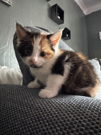 Beautiful calico kitten