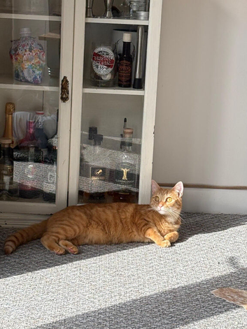 2 year old neutered male