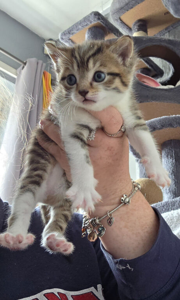 3 kittnes