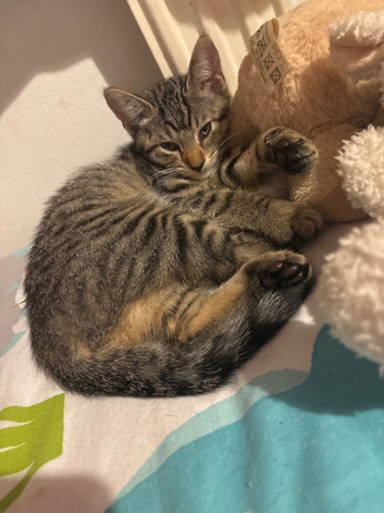 Female tabby