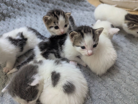 Kittens for sale &pound;125