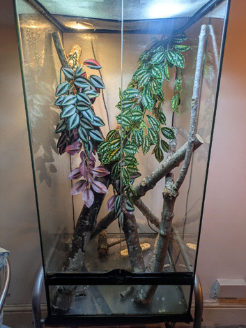 Madagascan giant day gecko (high red) and full set up