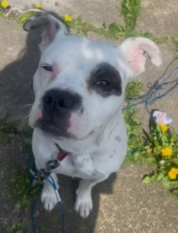 American bulldog