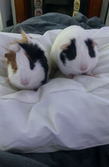 2 male guinea pigs need rehoming