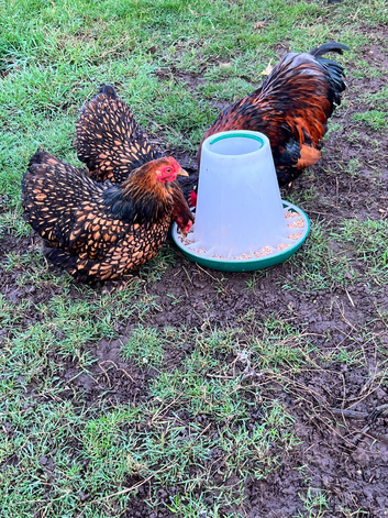 FERTILE pekin bantam hatching eggs