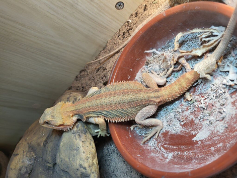 Genetic stripe bearded dragon