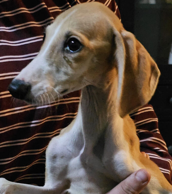 2 male lurcher puppies