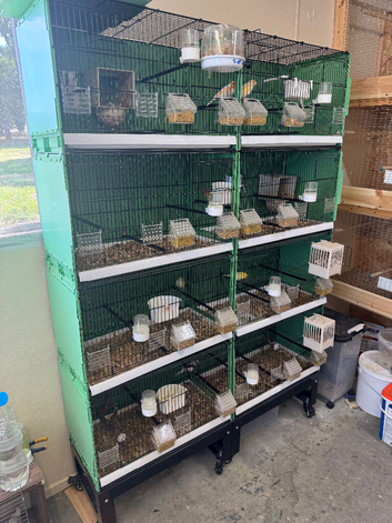 Full Irish fancy Canary set up 4 1200mm wide stacking cages with 4 pairs of breeding canaries