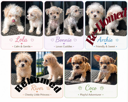 Super cute mix breed puppies looking for new home