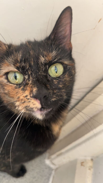 2 year old cat need a loving home