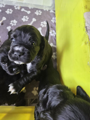 4 male cocker spaniel puppies
