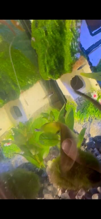 Home-Bred Guppy Fry &ndash; Gloucester