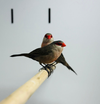 Common Waxbills
